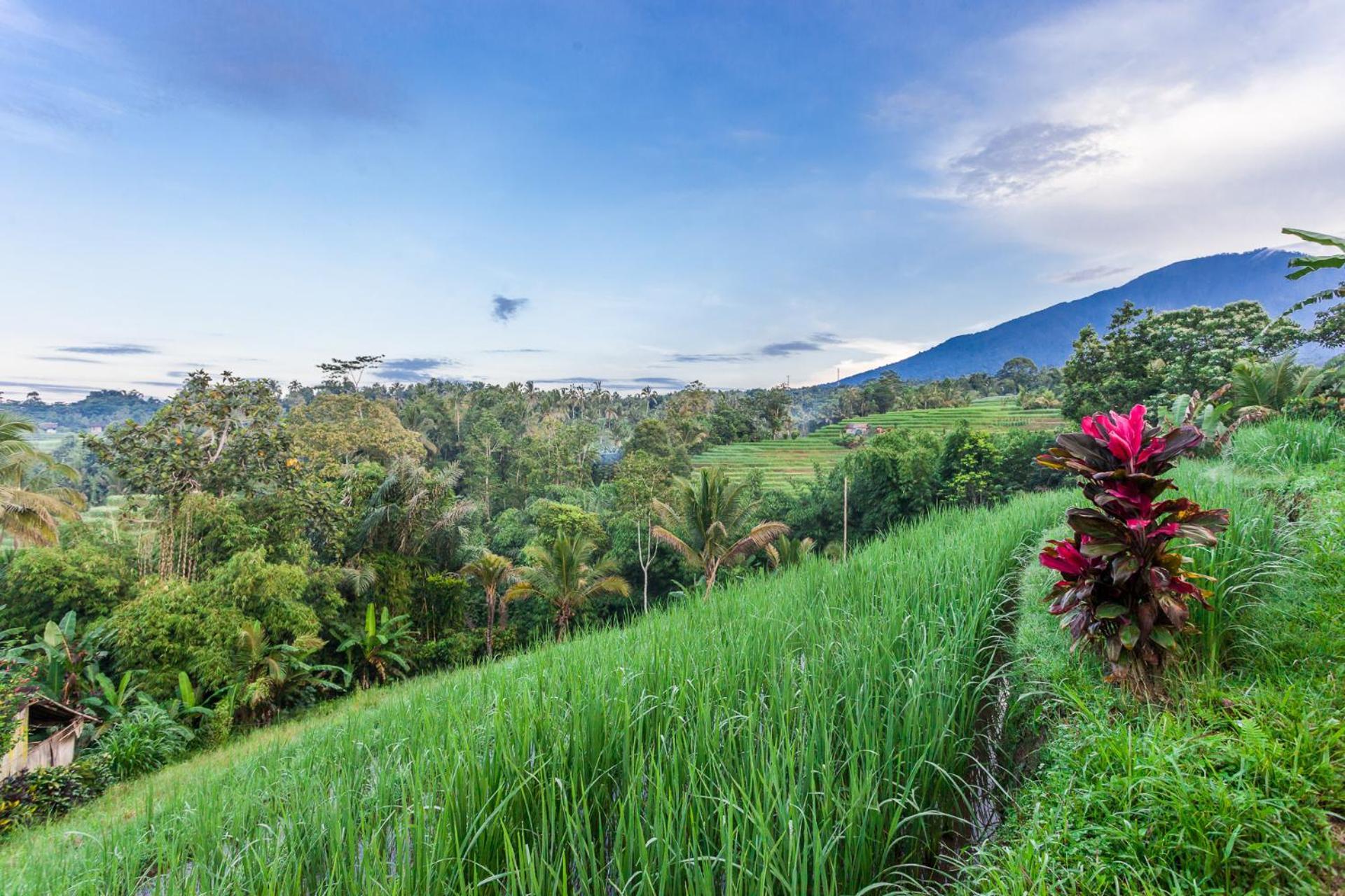 Homestay Carik Tangis Boutique Jatiluwih